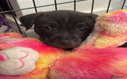 Staffordshire Bull Terrier dogs for sale: Sold  - Image 4