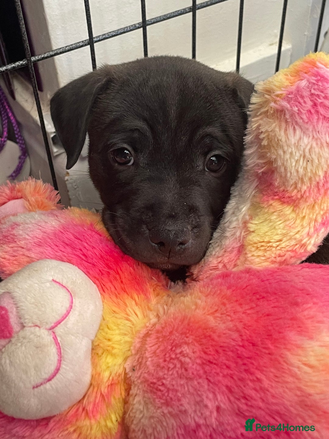 Staffordshire Bull Terrier dogs for sale: Sold  - Image 4