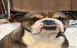 English Bulldog dogs for sale: Lovely boy needs new home - Image 1