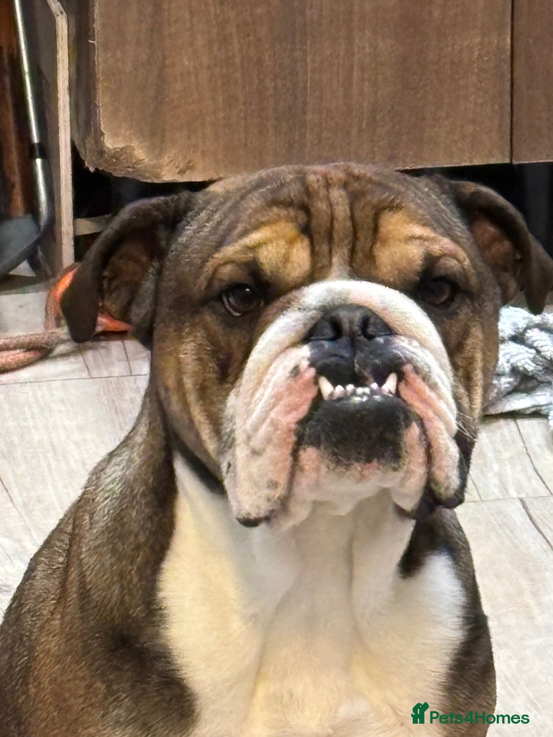 English Bulldog dogs for sale: Lovely boy needs new home - Image 1