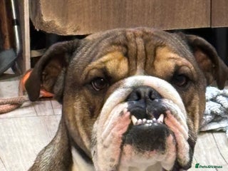 English Bulldog dogs - Advert 4