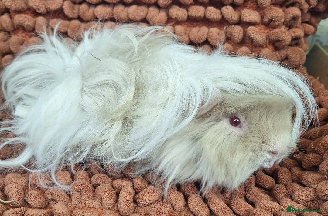 Guinea Pig rodents for sale: Pairs of lunkarya guinea pig babies in Saltburn-by-the-Sea - Image 9