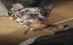 French Bulldog dogs for sale: Loving frenchie ready straight away - Image 1
