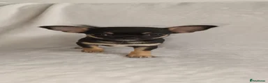 Chihuahua 2