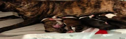 Boston Terrier dogs for sale: Beautiful Boston Terrier Cross Puppies - Advert 2