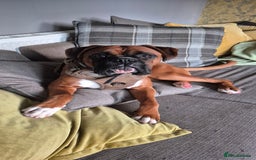 Boxer dogs for stud: Boxer for breeding - Advert 8