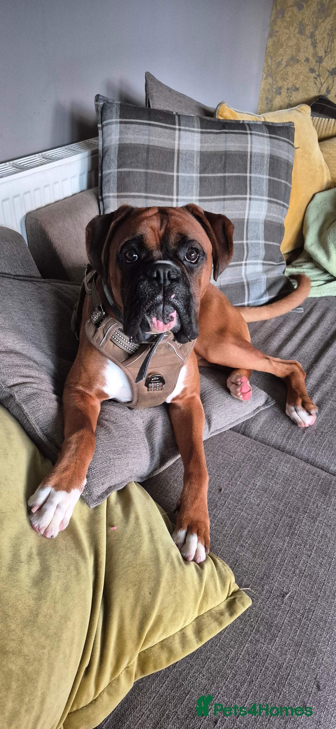 Boxer dogs for stud: Boxer for breeding - Advert 8