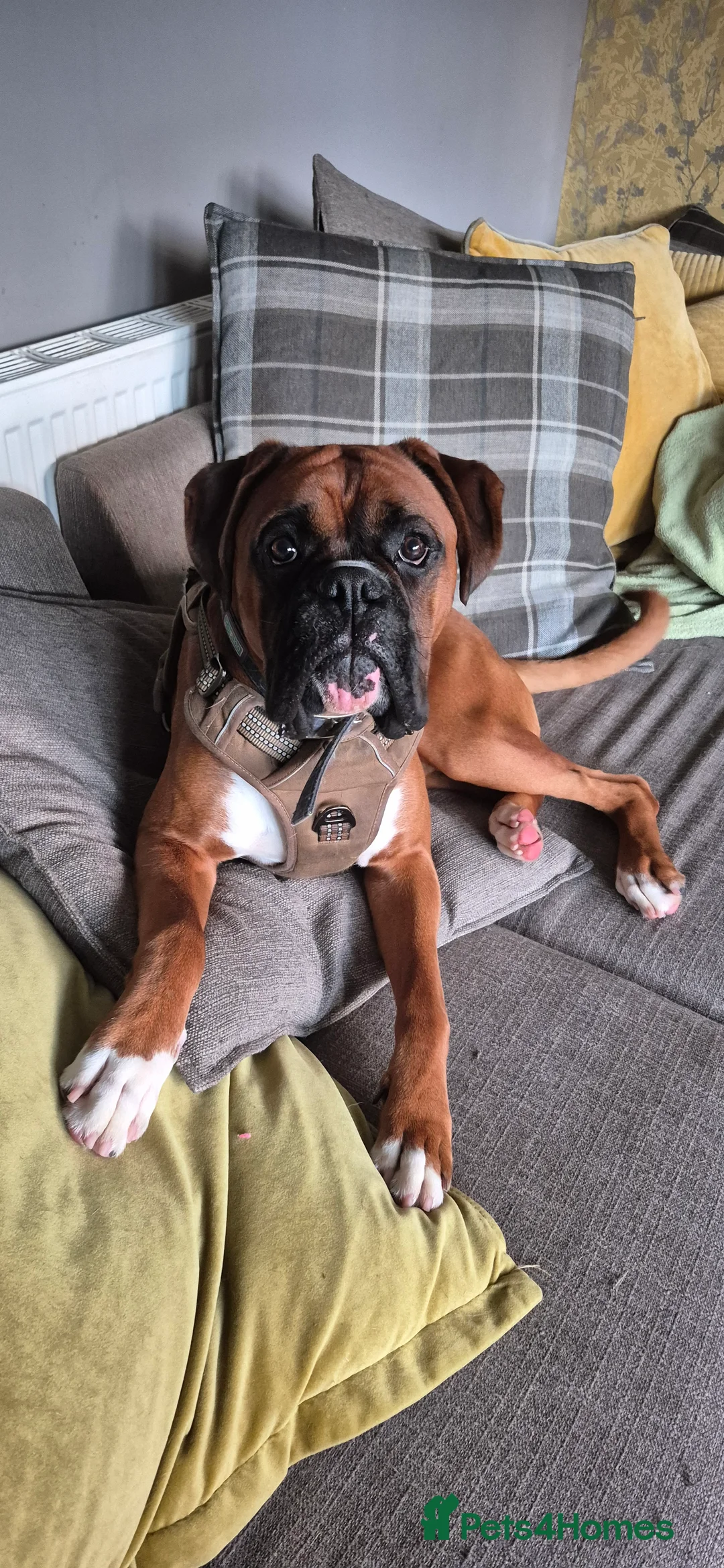 Boxer dogs for stud: Boxer for breeding - Advert 8