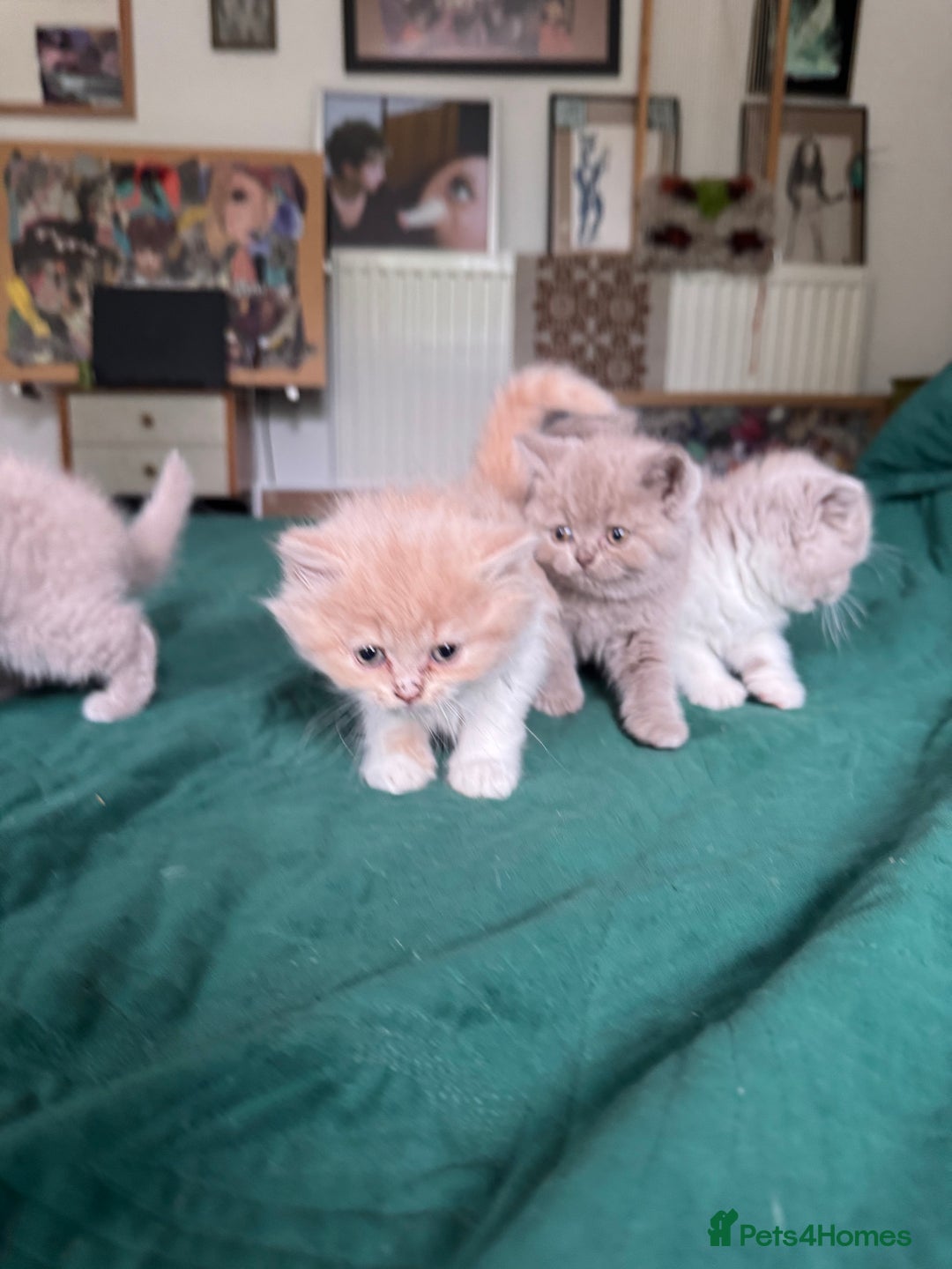 British Shorthair cats for sale: Beautiful litter of British short hair kittens - Image 5