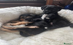 Mixed Breed dogs for sale: Gorgeous Plummer Terrier X Toy Poodle - Image 20