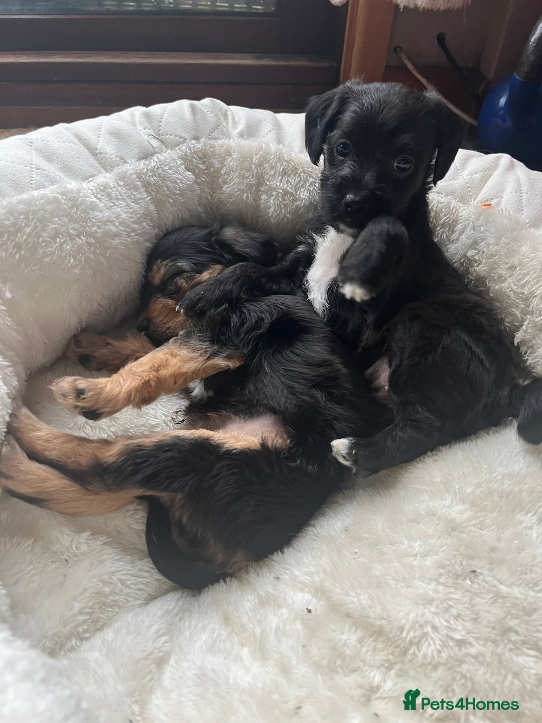 Mixed Breed dogs for sale: Gorgeous Plummer Terrier X Toy Poodle - Image 20