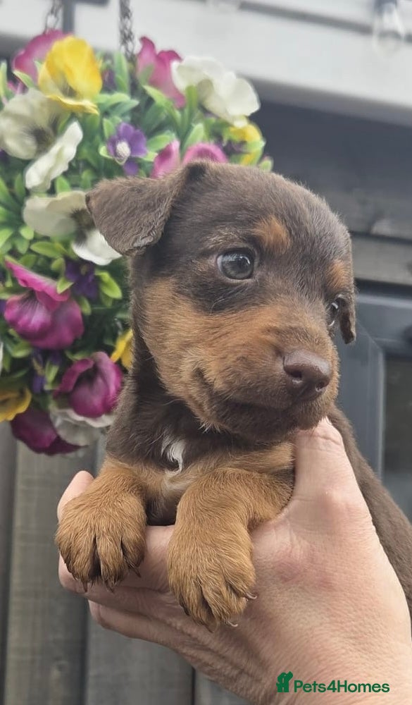 Mixed Breed dogs Beautiful Lakeland Terrier/Poodle Puppies - Advert 1