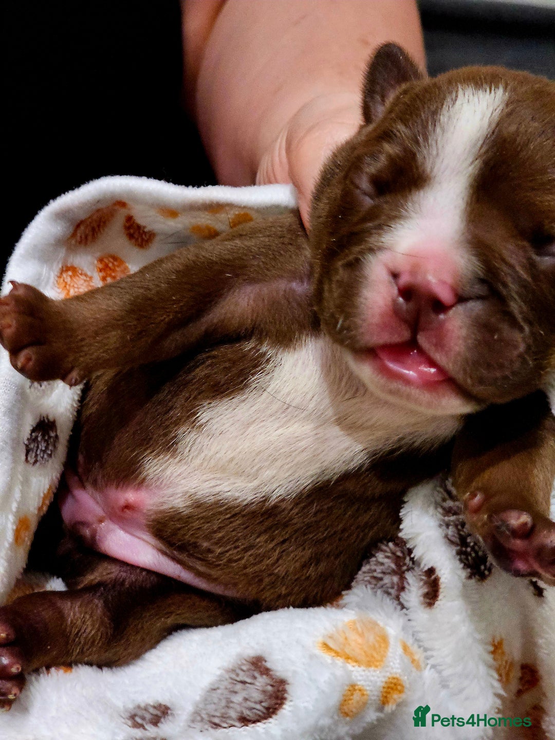 English Bulldog dogs for sale: KC Reg English Bulldogs Champion Bloodlines  - Image 22
