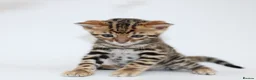 Bengal cats for sale: 🔥 Beautiful Bengal girl🔥 - Advert 7