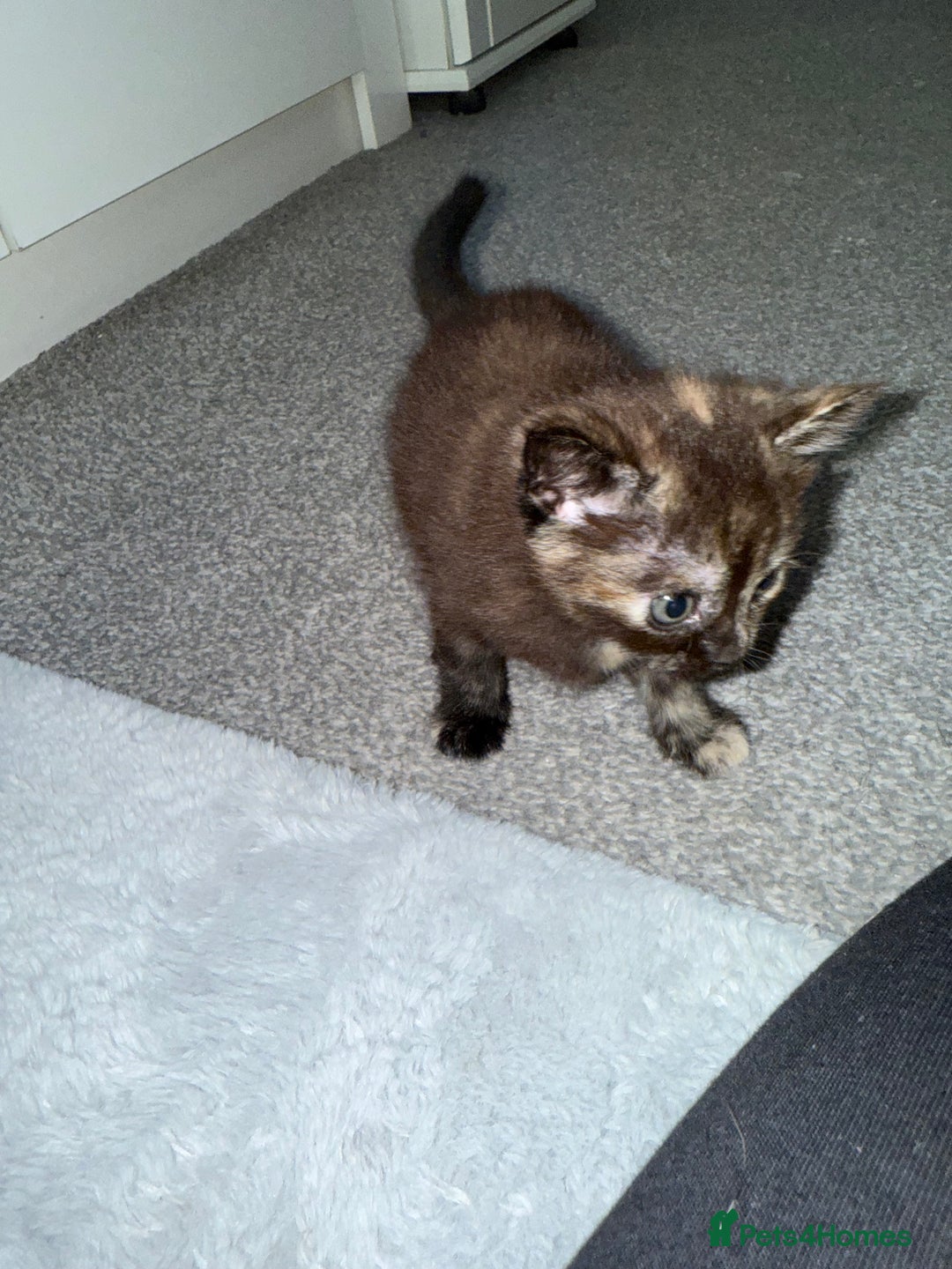 British Shorthair cats for sale: It’s a long hair kitten  - Image 3