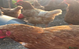 Chickens poultry for sale: Hens £5-£10 - Image 3