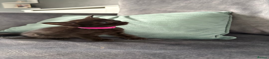 Dark pink collar girl 