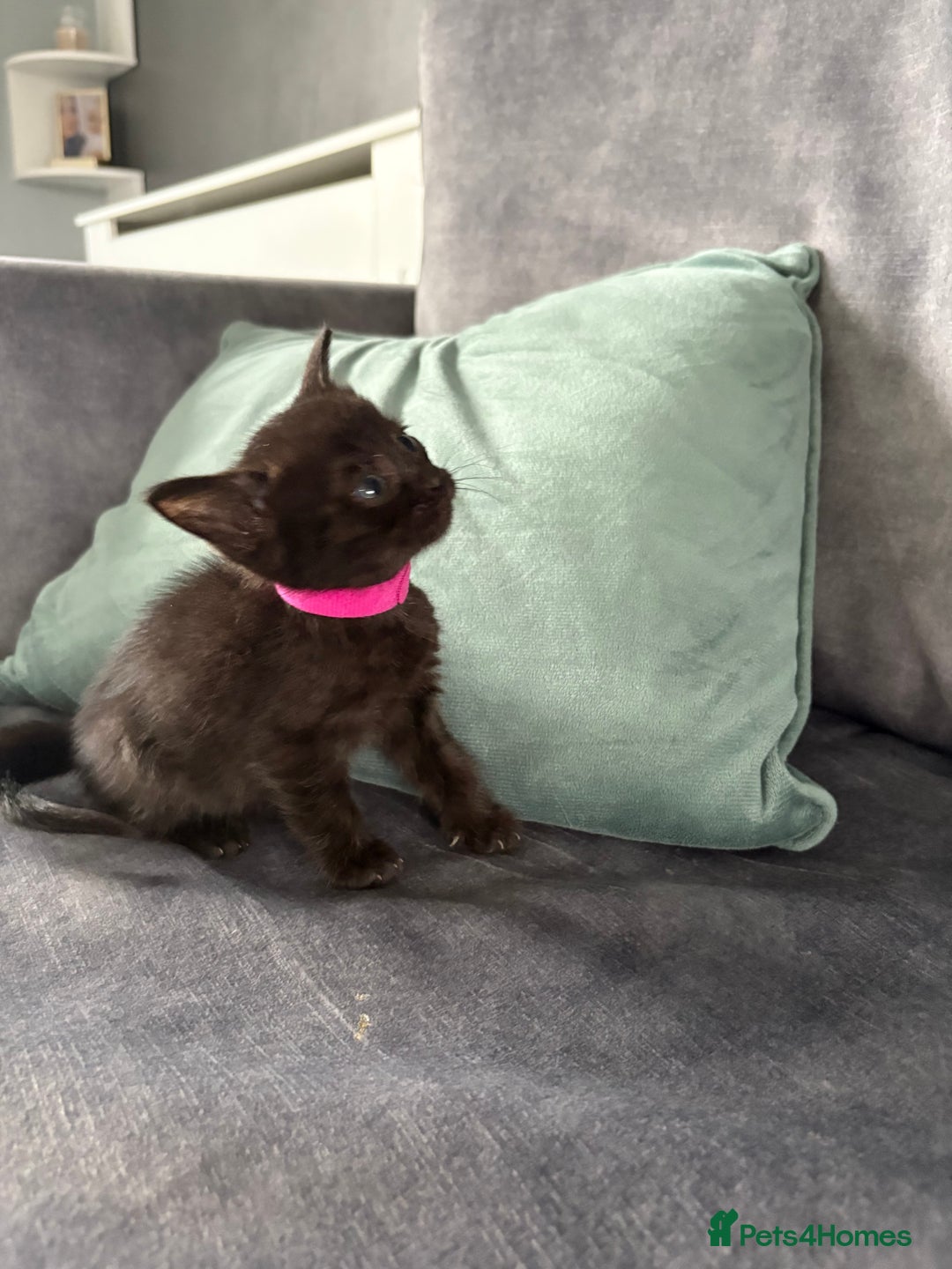 Domestic Shorthair cats for sale: Beautiful kittens  - Image 4
