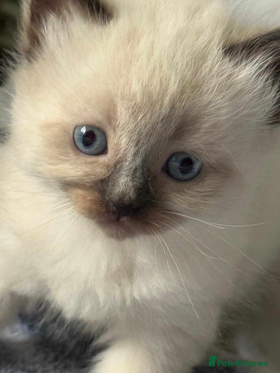 Ragdoll cats for sale: Lynx Seal Point and Seal Ragdoll Kittens - Image 3