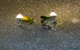 Parakeets birds for sale: Two kakarikis with cage - Image 3