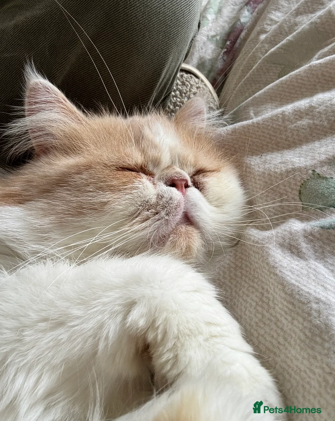 Persian cats for sale: Percy & Pogo to go together in King's Lynn - Advert 2