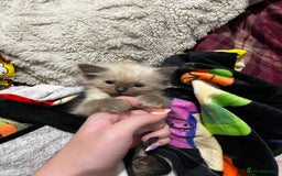 Ragdoll cats for sale: Singular Ragdoll kitten ready to go now! - Image 2