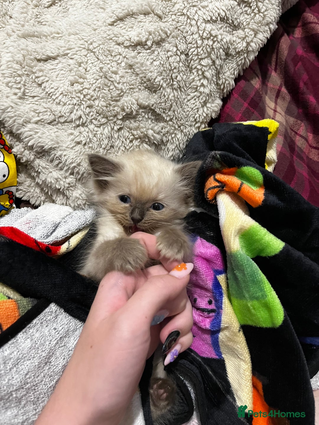 Ragdoll cats for sale: Singular Ragdoll kitten ready to go now! - Image 2