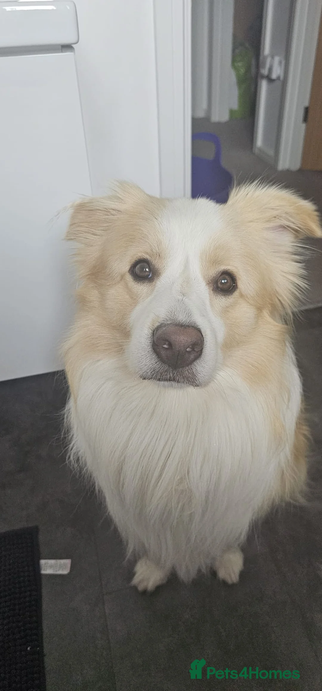 Border Collie dogs for stud: Border Collie for Stud - Proven in Preston - Advert 3