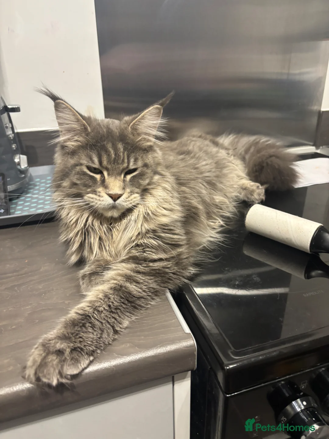 Maine Coon cats for sale: Gorgeous Maine coon male in Kenilworth - Advert 3