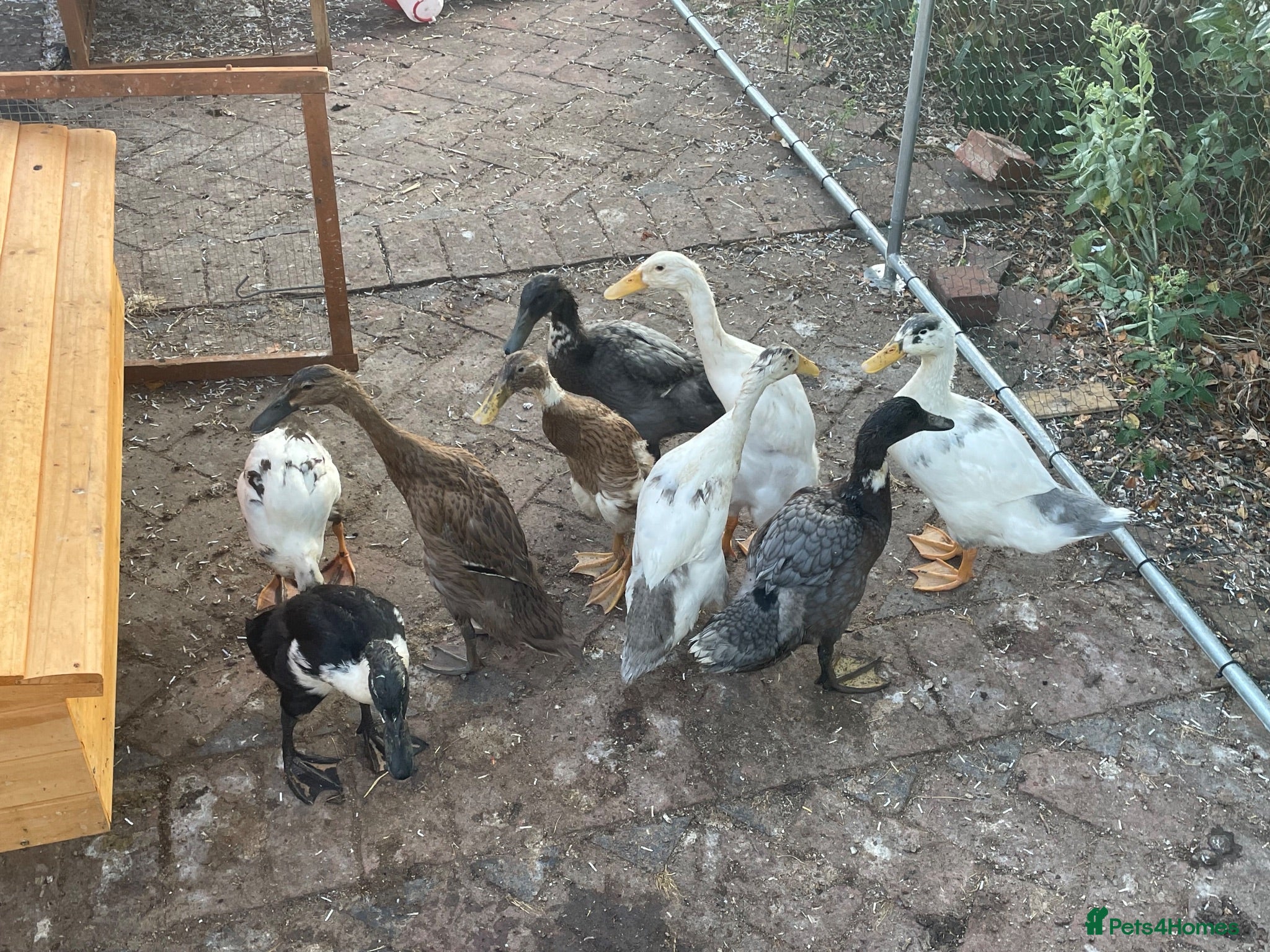 Ducks poultry Mixed Runner Duck Flock (9 Birds) - Advert 1