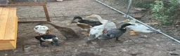 Ducks poultry for sale: Mixed Runner Duck Flock (9 Birds) - Advert 1