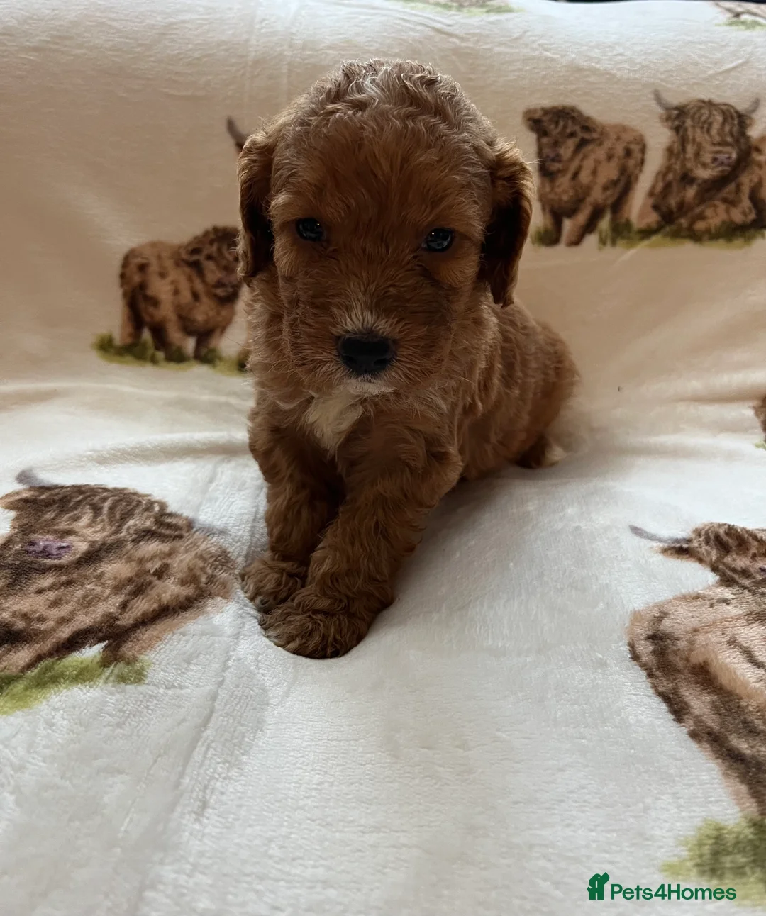 Cockapoo dogs for sale:  Stunning F1 DNA clear cockapoo puppies  - Advert 28