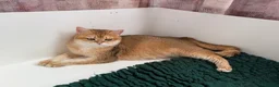 British Shorthair cats for sale: Top quality Golden BSH - Advert 2