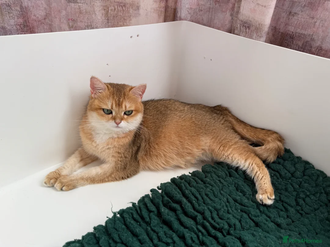 British Shorthair cats for sale: Top quality Golden BSH - Advert 2