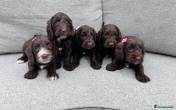 Cockapoo dogs for sale: Beautiful F1 cockerpoo puppies  - Image 1