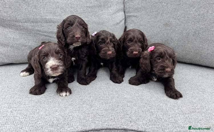 Cockapoo dogs - Advert 1