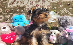 Yorkshire Terrier dogs for sale: Peace of Happiness!!! - Image 25