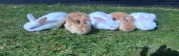 Mixed Breed rabbits for sale: Child friendly, Mixed breed rabbits  - Advert 4
