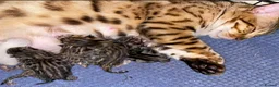Bengal cats for sale: 🔥✨Pedigree TICA-Registered Bengals - Advert 3