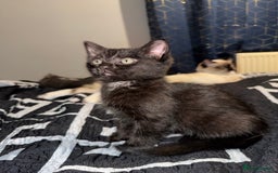 Ragdoll cats for sale: Beautiful ragdoll x domestic shorthair kittens - Image 5