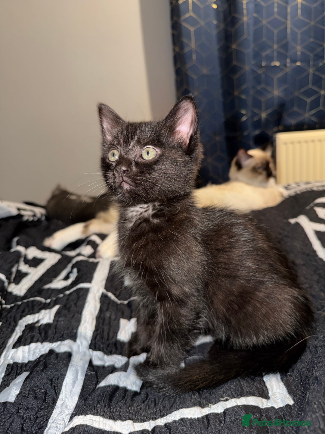 Ragdoll cats for sale: Beautiful ragdoll x domestic shorthair kittens - Image 5