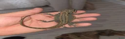 Bearded Dragon reptiles for sale: Baby beardies  - Advert 4