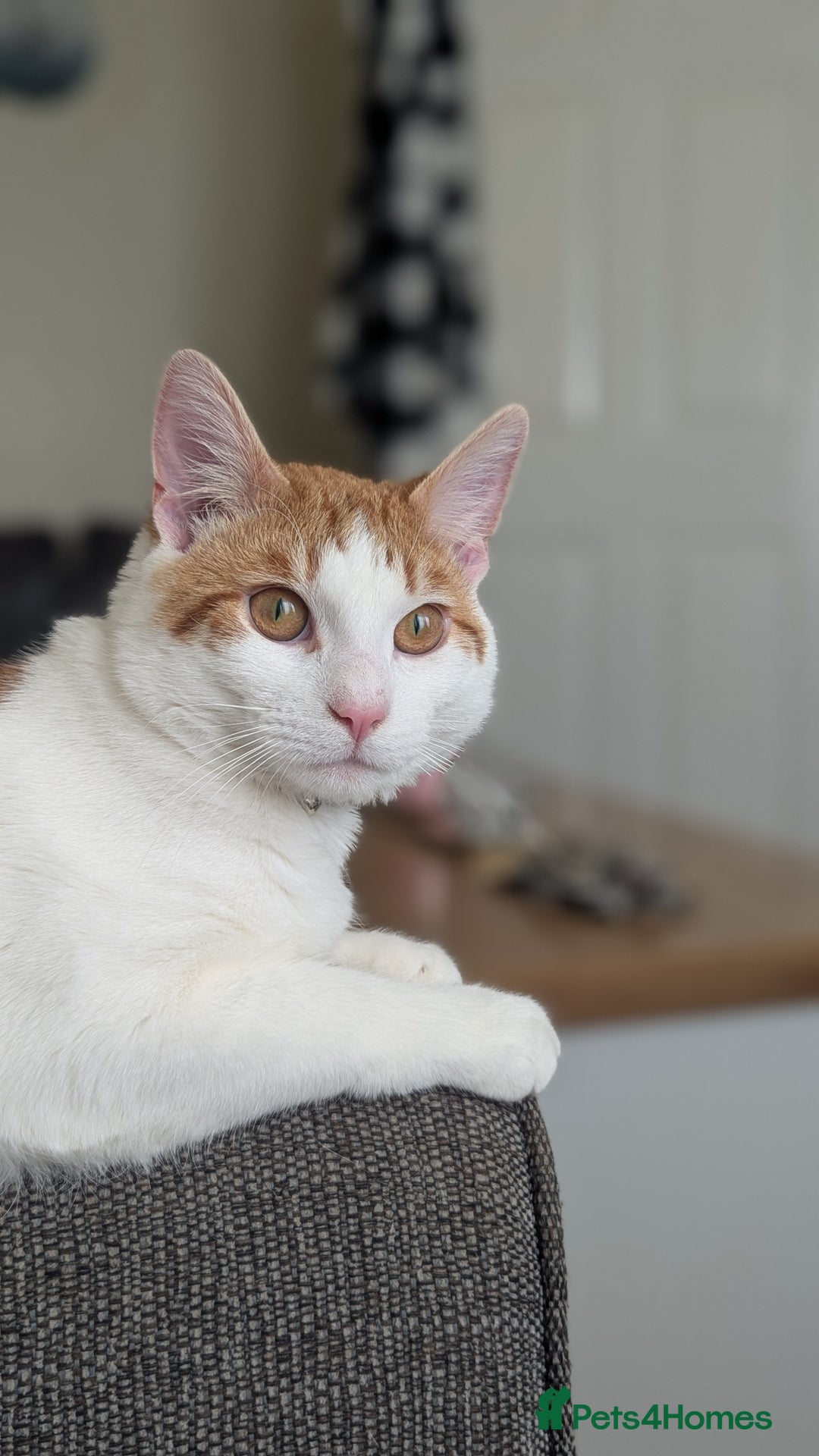 American Shorthair cats for sale:  Free Orange and White tabby cat - Advert 2