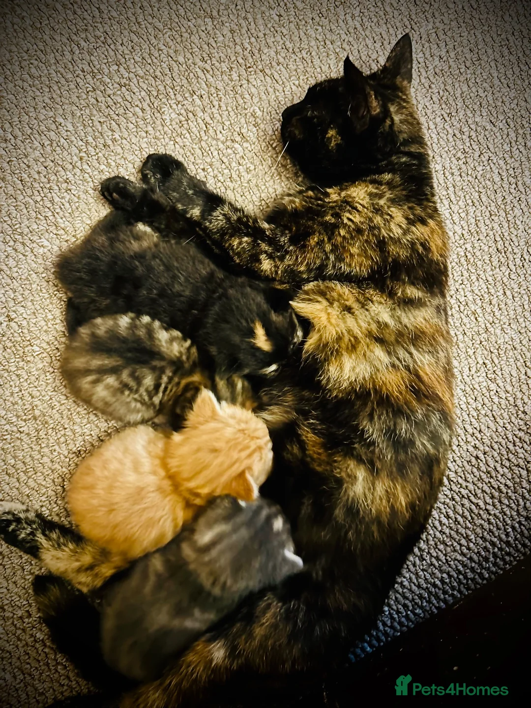 Mixed Breed cats for sale: Affectionate Kittens  - Advert 2