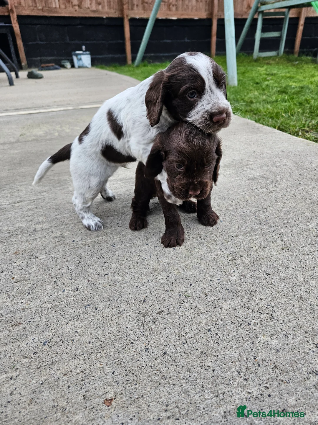 Cocker Spaniel dogs for sale: Male cocker spaniel pups - Advert 4