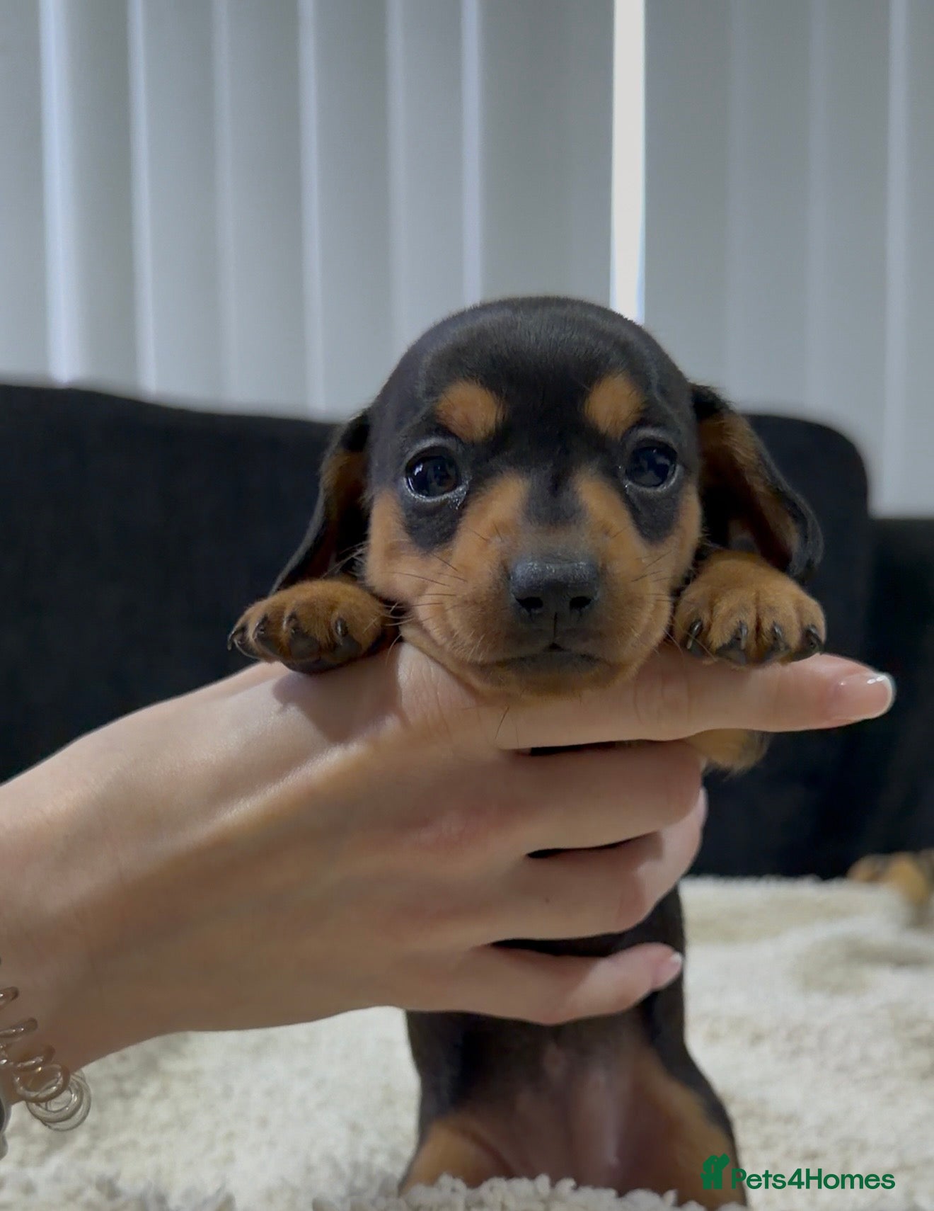 Miniature Dachshund dogs Miniature Dachshund Puppies - Advert 15