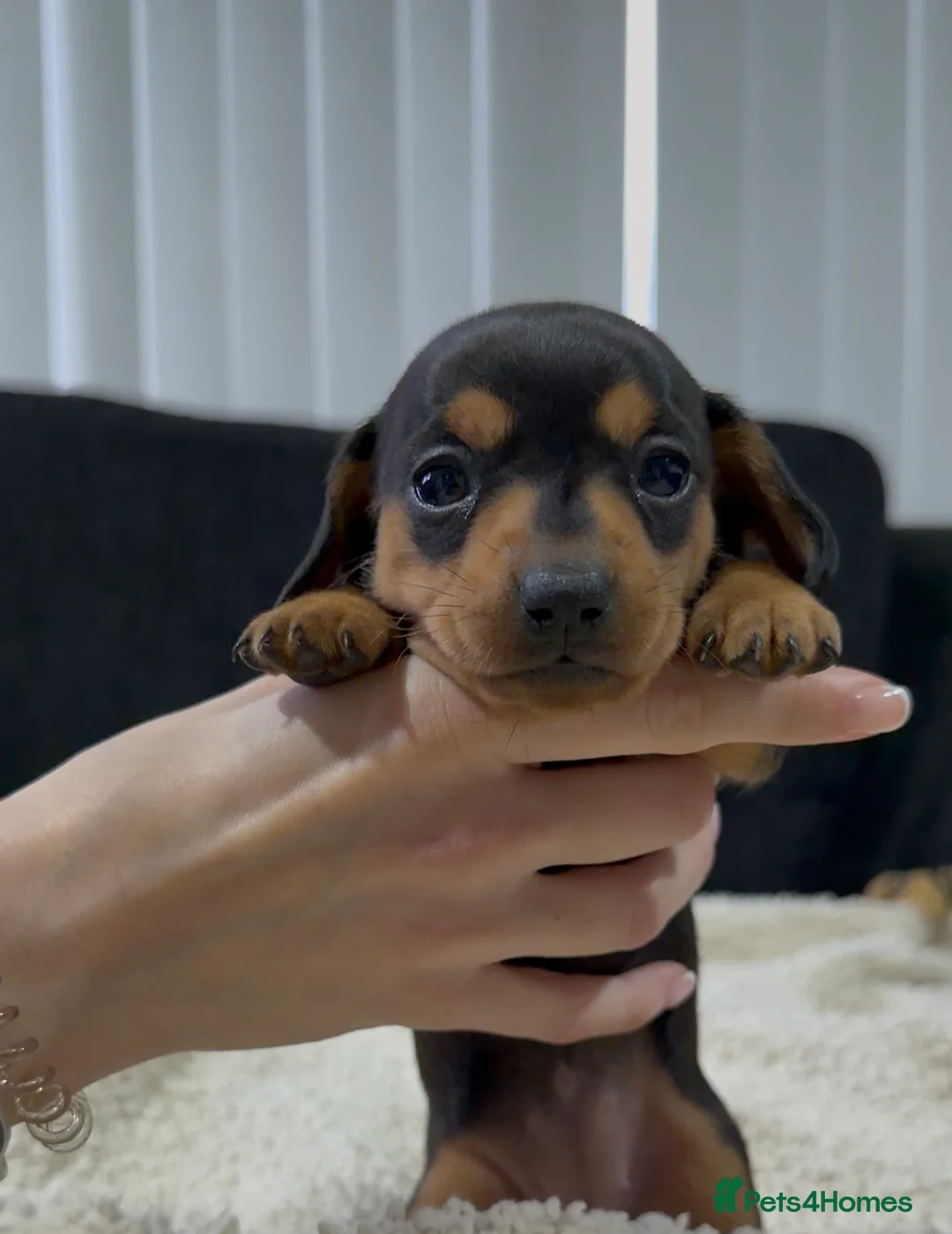 Miniature Dachshund dogs for sale: Miniature Dachshund Puppies - Advert 1