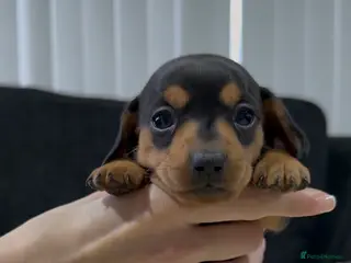 Miniature Dachshund dogs Miniature Dachshund Puppies - Advert 15
