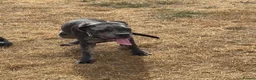 Cane Corso dogs for sale: Carma  - Advert 5