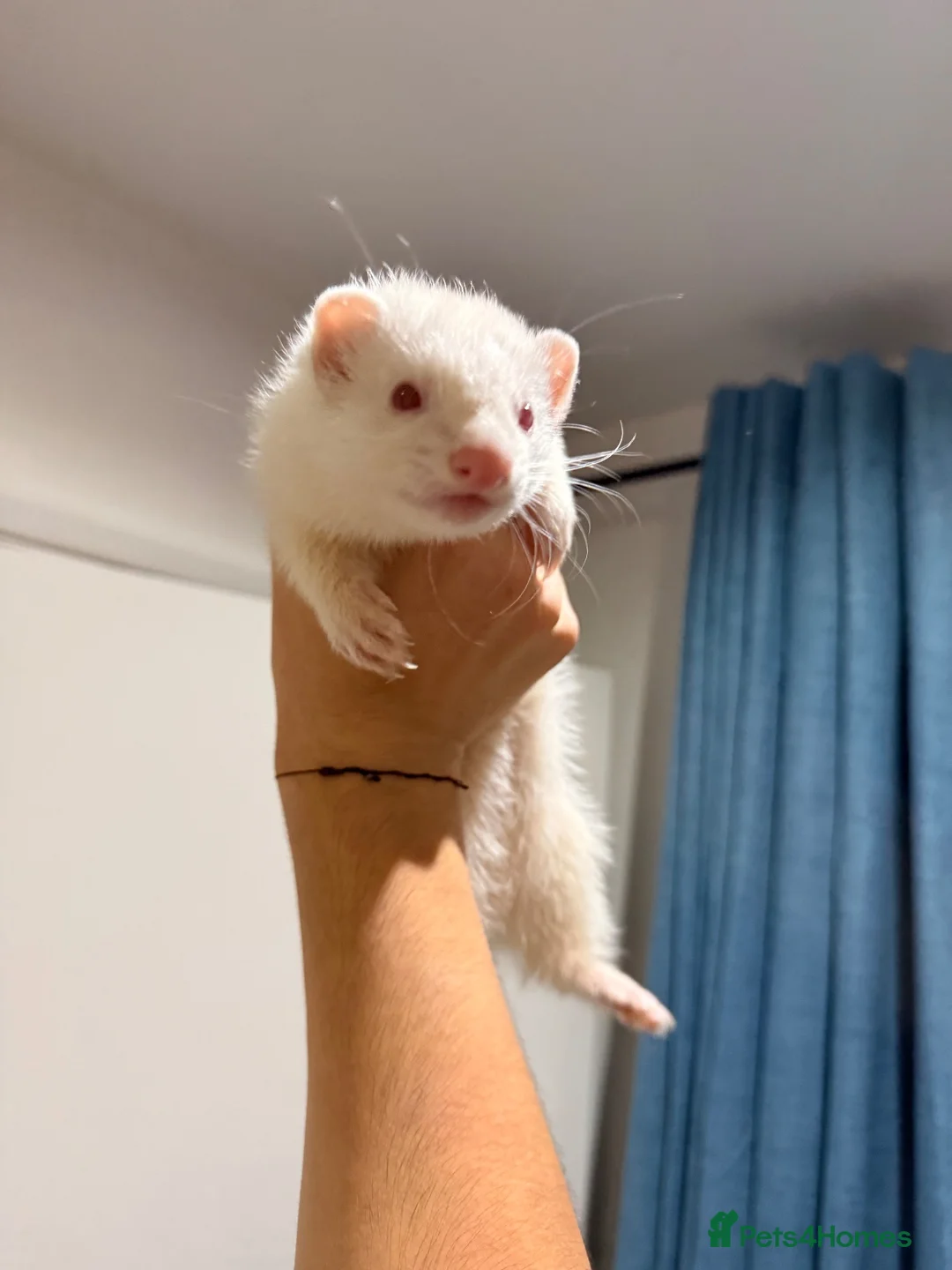 Ferret rodents for sale: 2x Ferrets looking for a loving home - Advert 2